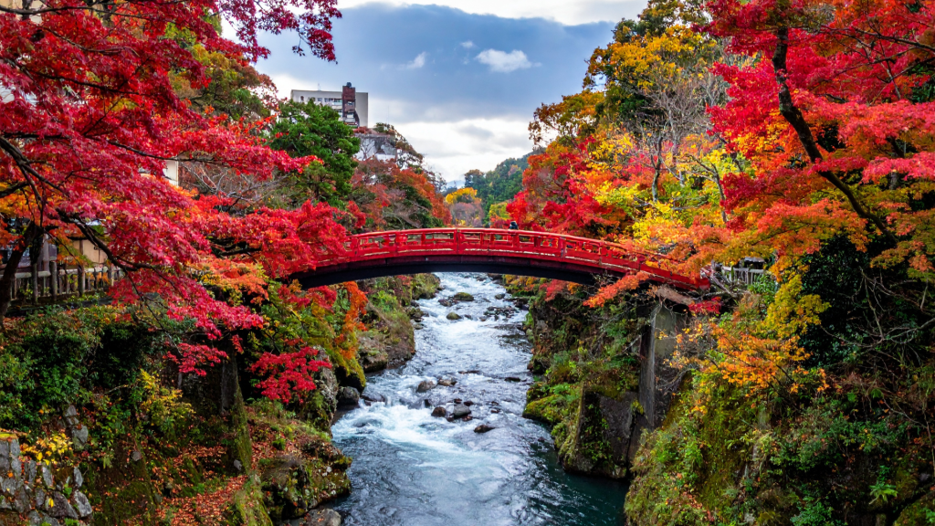 Paysages d’automne au Japon Pont rouge entouré d’érables rouges au Japon durant l’automne