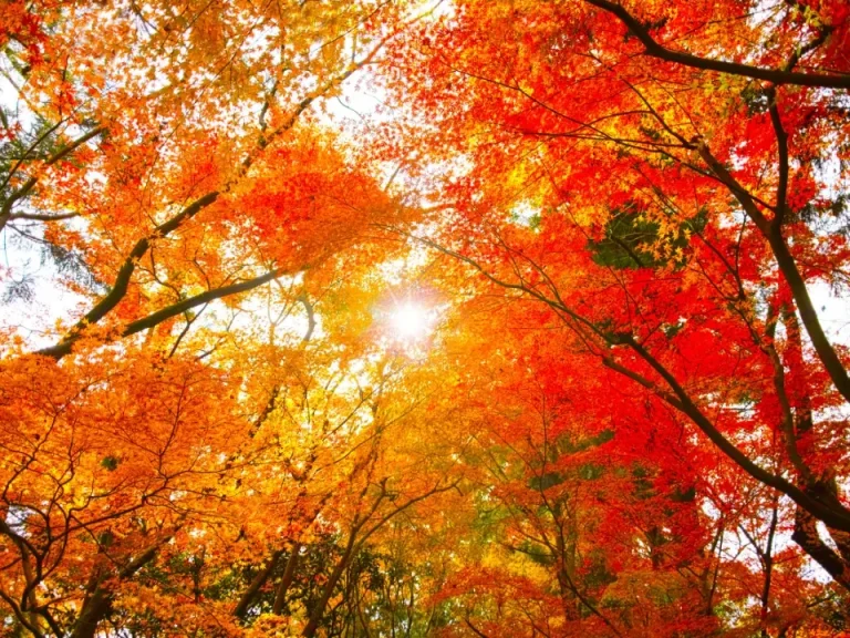 Quand partir au Japon ? Guide des saisons | J’Go Japon