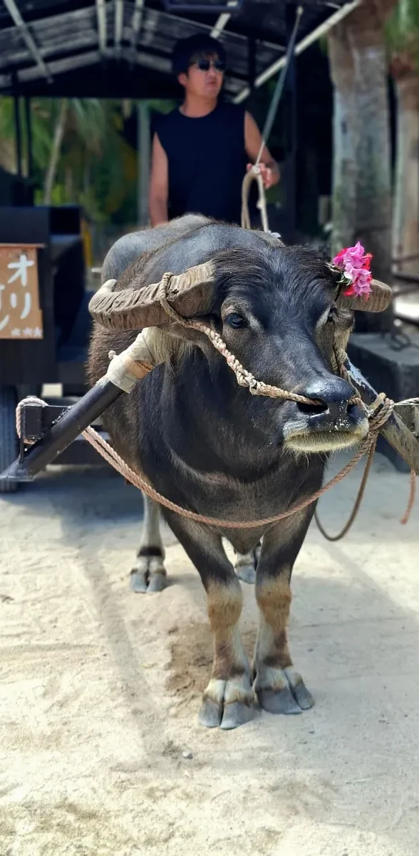 Char tiré par un buffle traversant une plage peu profonde à Okinawa sur l'ile de Taketomi