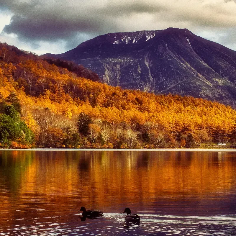 Forêt d’automne au Japon avec lac et montagnes – couleurs rouges et orangées des érables