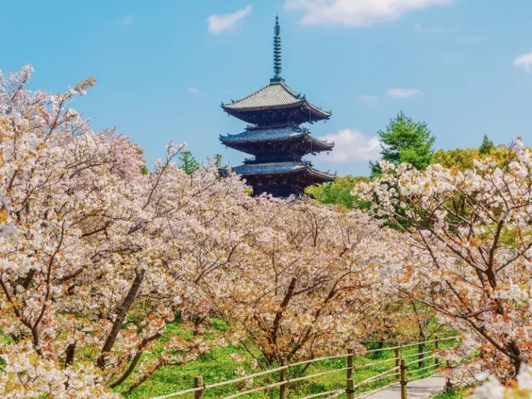 Pagode japonaise entourée de cerisiers en fleurs au printemps au Japon