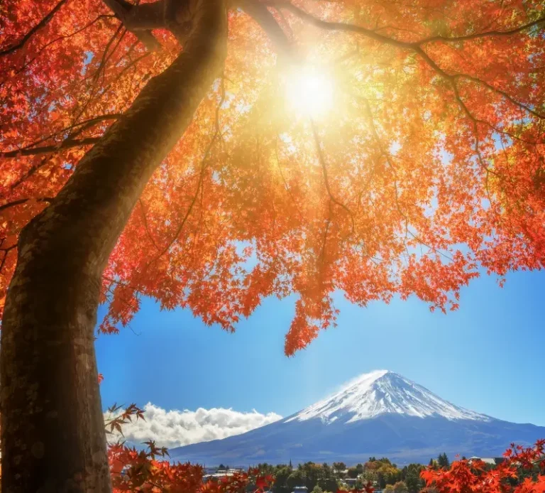 Mont Fuji vu à travers des érables rouges en automne avec le soleil filtrant les feuilles au Japon