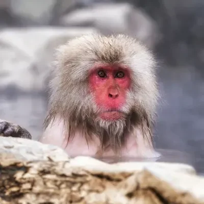 Singe des neiges dans un onsen à Nagano au Japon Macaque japonais dans une source chaude à Nagano – expérience hivernale au Japon