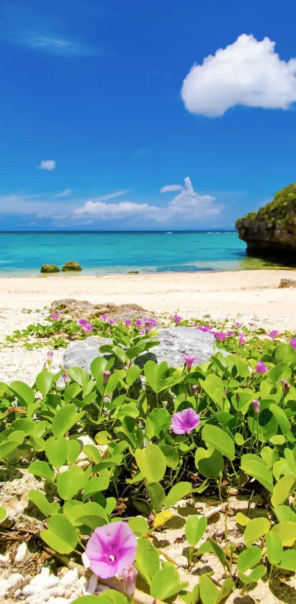 Plage paradisiaque d’Okinawa au Japon avec sable clair, eau turquoise cristalline, végétation tropicale et fleurs roses sous un ciel bleu