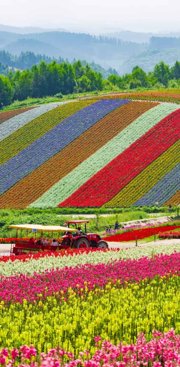 Champs de fleurs colorés à Furano et Biei à Hokkaido Champs de fleurs colorés à Furano à Hokkaido avec collines et paysages naturels au Japon