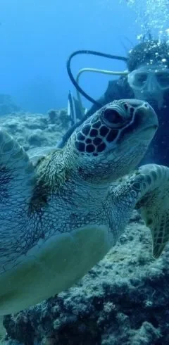 Tortue marine nageant près d’un plongeur dans les eaux turquoise d’Okinawa au Japon