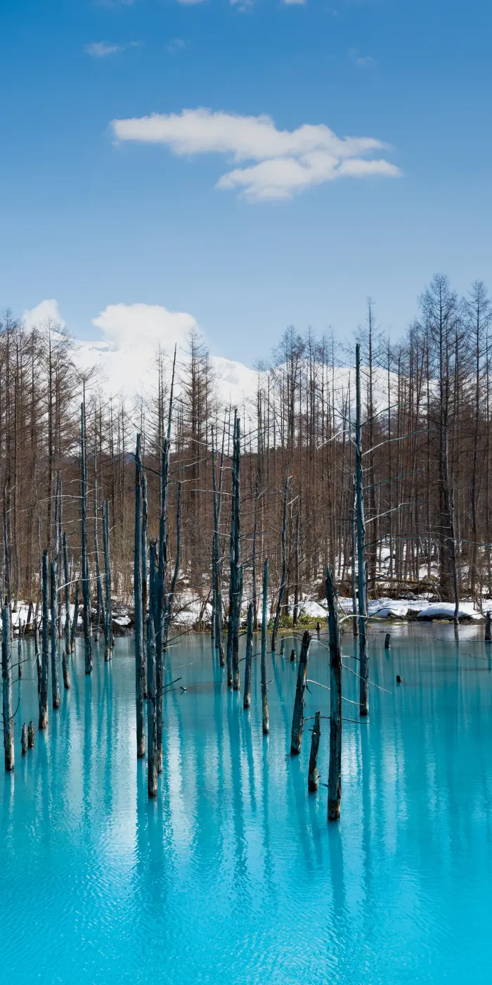 Hokkaido Blue Pond de Biei à Hokkaido avec arbres immergés – paysage naturel unique au Japon