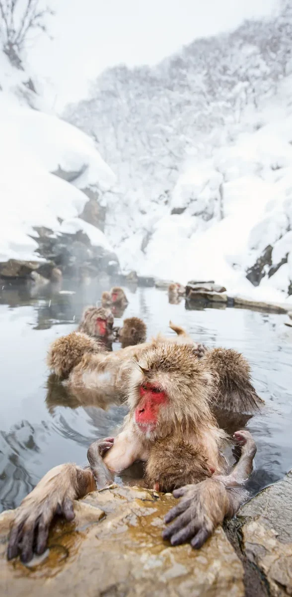 Singes des neiges dans un onsen à Nagano au Japon Singes des neiges se relaxant dans un onsen à Jigokudani près de Nagano au Japon