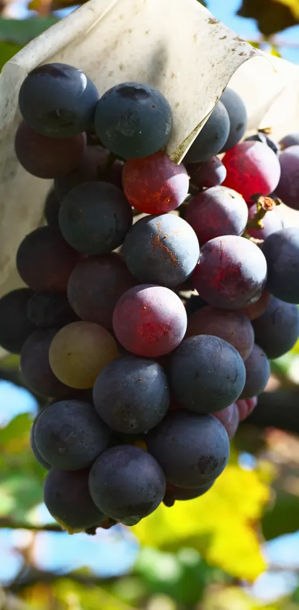 Grappe de raisin dans un vignoble à Yamanashi au Japon, région connue pour sa production viticole