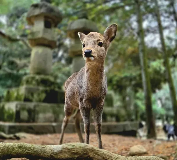 Daim dans le parc de Nara Daim dans le parc de Nara devant une lanterne japonaise en pierre.