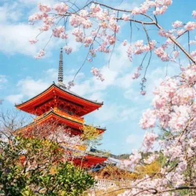 Cerisiers en fleurs au Japon avec pagode traditionnelle au printemps sakura