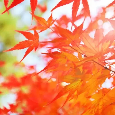 Feuilles d’érable japonaises rouges en automne – couleurs momiji au Japon
