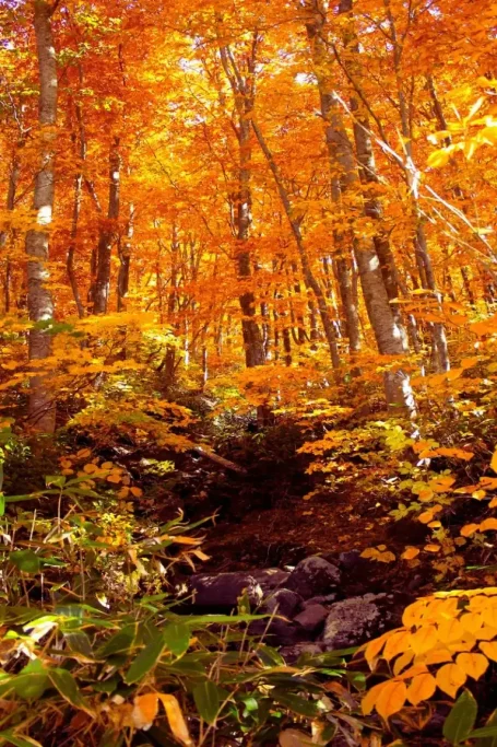 Pack Botan Forêt japonaise aux couleurs d’automne avec feuillage orange éclatant et ruisseau rocheux, illustrant le Pack Botan de J’Go Japon.