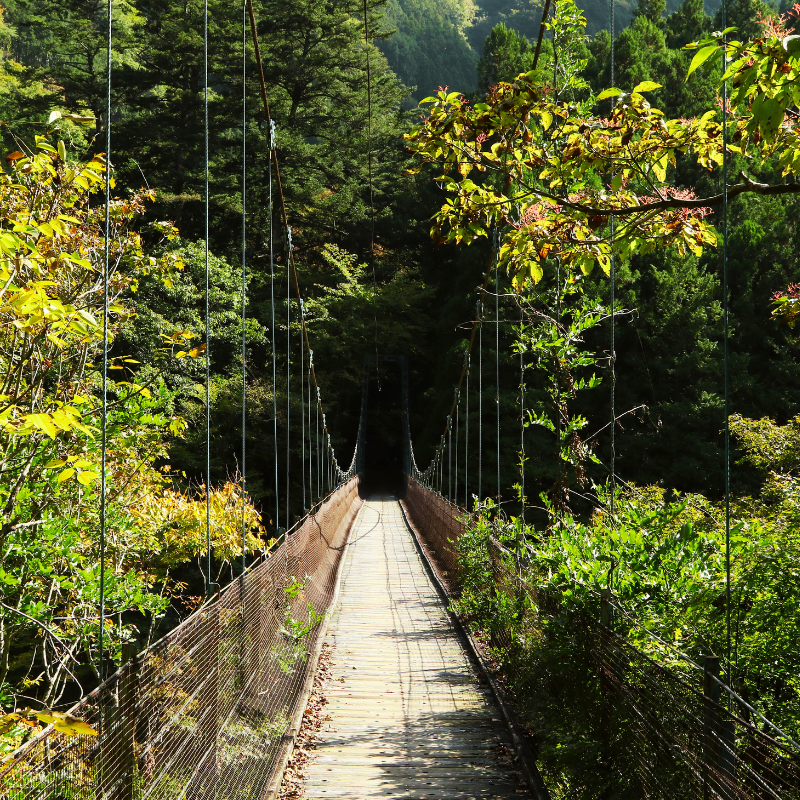 Japon nature – Explorez les plus beaux sentiers entre montagnes et forêts Pont suspendu au cœur d’une forêt japonaise sur un sentier de randonnée
