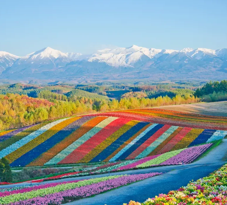 Champs de fleurs colorés à Furano avec les montagnes de Hokkaidō en arrière-plan.