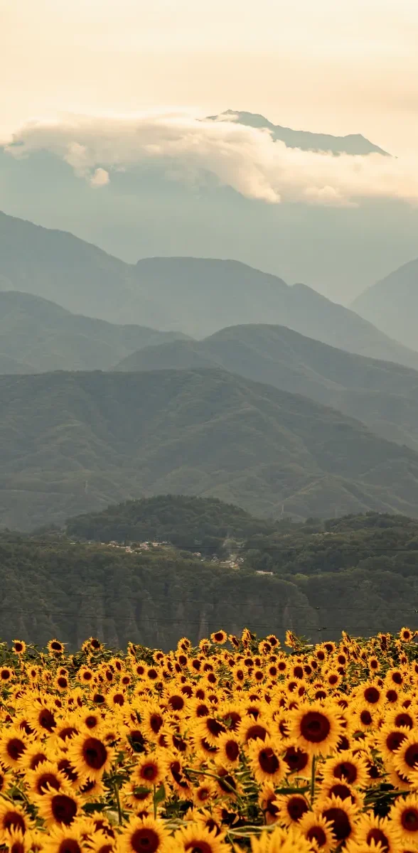 Champ de tournesols en fleurs avec les montagnes brumeuses de la préfecture de Yamanashi en arrière-plan sous une lumière dorée au Japon.