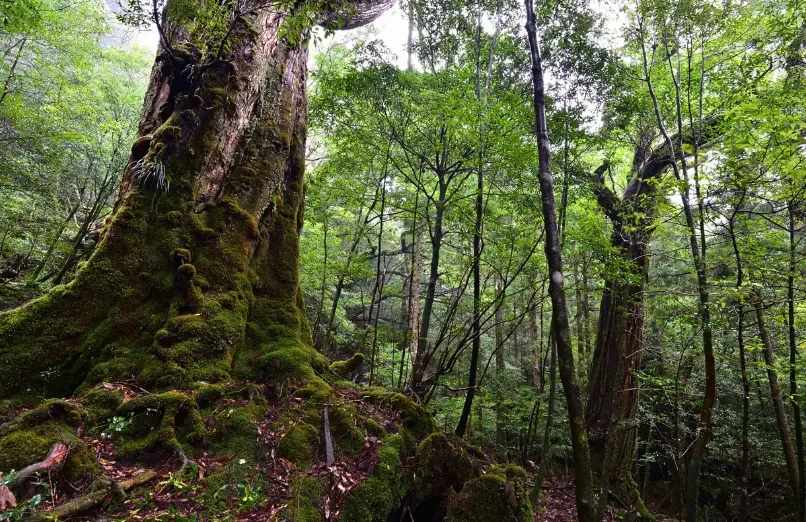Forêt ancienne de Yakushima Forêt dense de Yakushima avec cèdres anciens et végétation couverte de mousse.