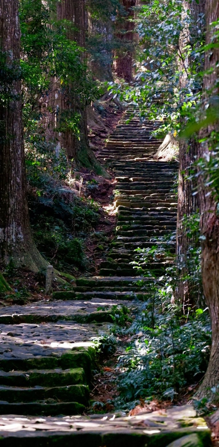Escaliers en pierre du Kumano Kodo traversant une forêt dense à Wakayama au Japon