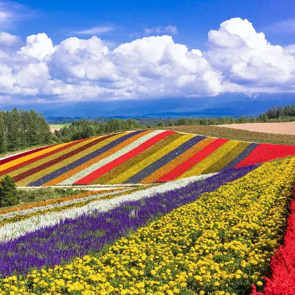 Champs de fleurs colorés de Furano à Hokkaido au Japon, avec montagnes et ciel nuageux en arrière-plan.