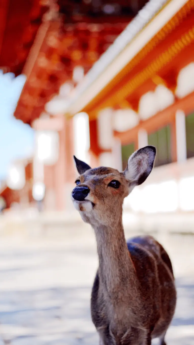 Nara Cerf dans un temple à Nara – animal emblématique et site culturel au Japon
