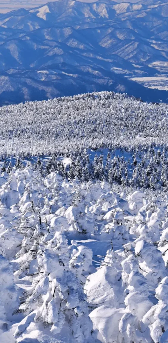 Arbres enneigés formant des “monstres de neige” sur le mont Zao à Yamagata au Japon