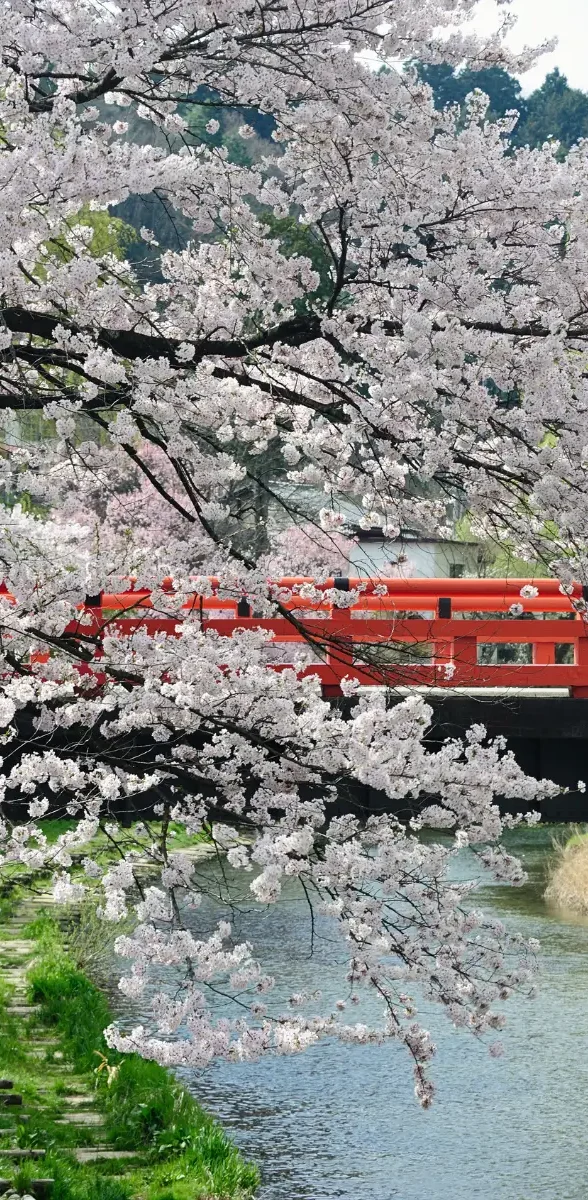 Pont rouge dans le village traditionnel de Takayama au Japon Pont rouge japonais au printemps dans un village traditionnel à Gifu avec cerisiers en fleur