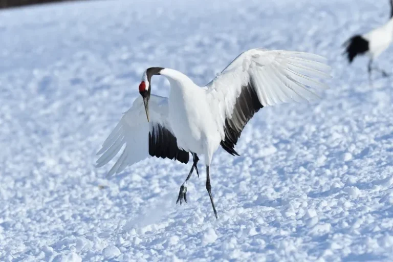 Voyage à Hokkaido entre nature sauvage et grands espaces | J’Go Japon Grue japonaise dans les paysages enneigés d’Hokkaido au nord du Japon