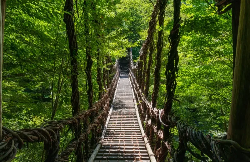 Voyage Japon 15 jours – Itinéraire Tsubaki | J'Go Japon Pont suspendu en bois entouré de verdure dense.
