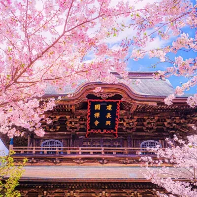 Temple japonais entouré de cerisiers en fleurs – printemps au Japon Temple traditionnel japonais avec cerisiers en fleurs (sakura) – paysage de printemps