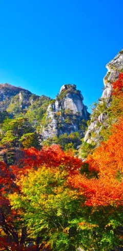Paysage montagneux à Yamanashi avec arbres aux couleurs d’automne et nature japonaise
