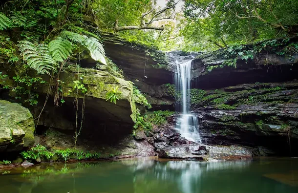 Cascade entourée de végétation tropicale dans la forêt sauvage d’Iriomote.