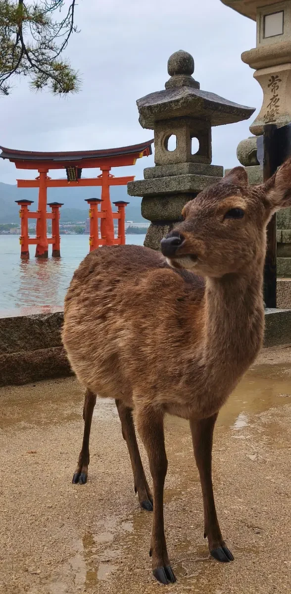 Cerf de Miyajima devant le célèbre torii flottant rouge du sanctuaire d’Itsukushima à Hiroshima, sous un ciel pluvieux au Japon.