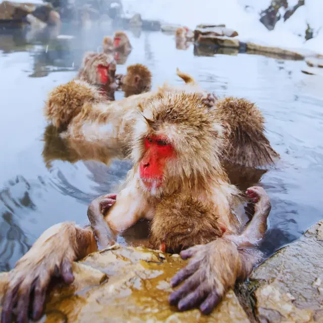 Alpes japonaises & nature sauvage | Voyage nature au Japon | J’Go Japon Singes des neiges se relaxant dans un onsen au cœur des Alpes japonaises au Japon