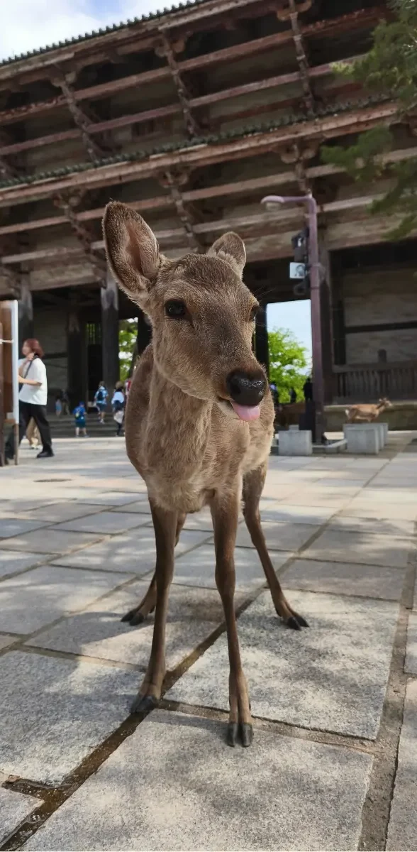 Daim sacré de Nara devant le temple Todai-ji de Nara Daim sacré de Nara devant un temple bouddhiste traditionnel au Japon, symbole emblématique du parc de Nara et de la culture japonaise.