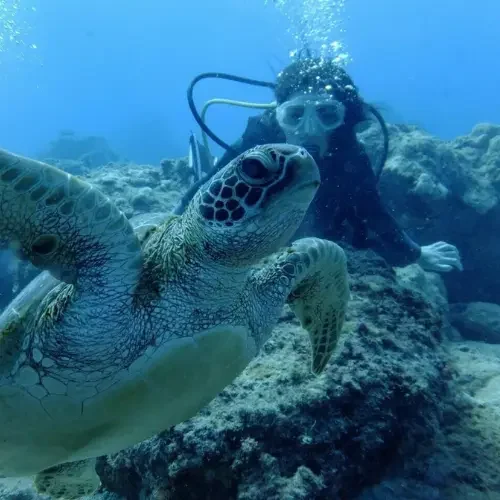 Plongeuse observant une tortue marine dans les eaux cristallines d'Okinawa au Japon