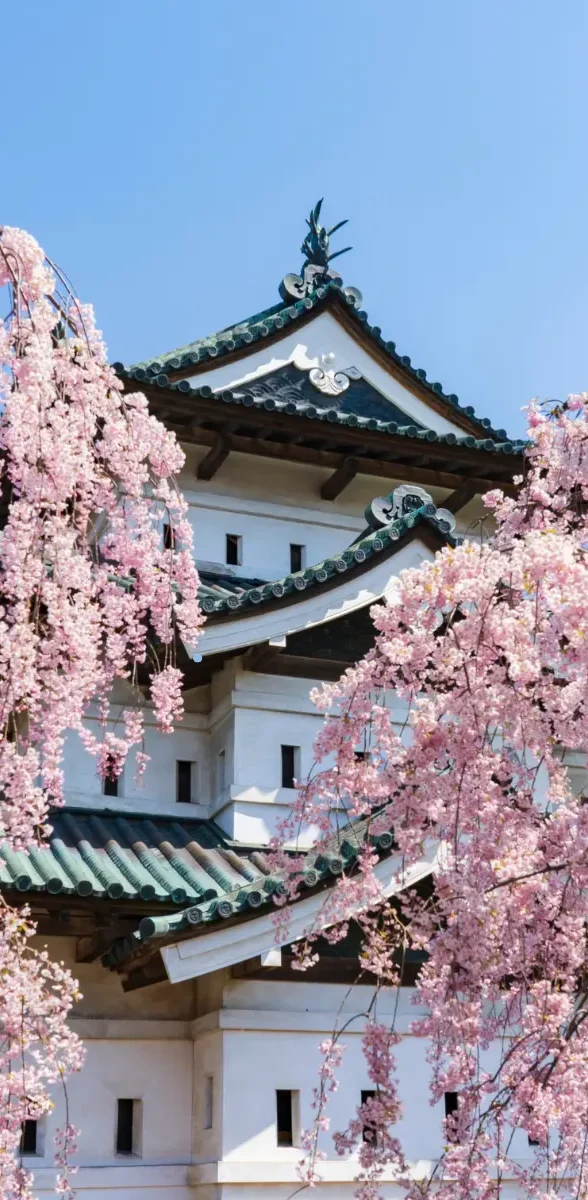 Château d’Hirosaki entouré de cerisiers en fleurs dans la préfecture d’Aomori au Japon