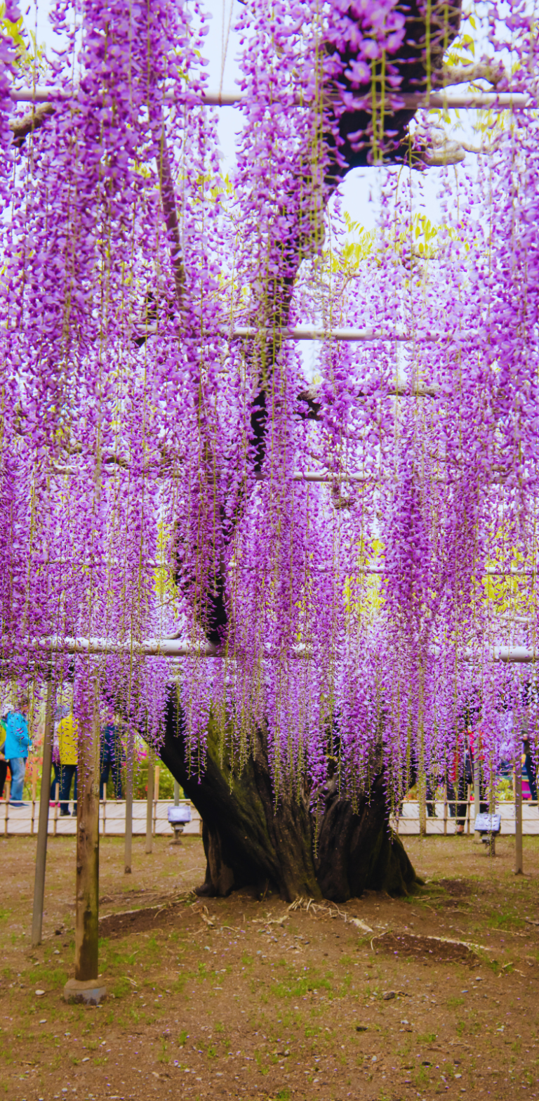 Arbre de glycine en fleurs à Ashikaga Flower Park à Tochigi avec longues grappes violettes