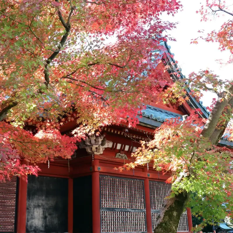 Kanazawa entre culture et traditions japonaises | Voyage Japon | J’Go Japon Temple traditionnel entouré d’érables rouges à Kanazawa durant l’automne japonais