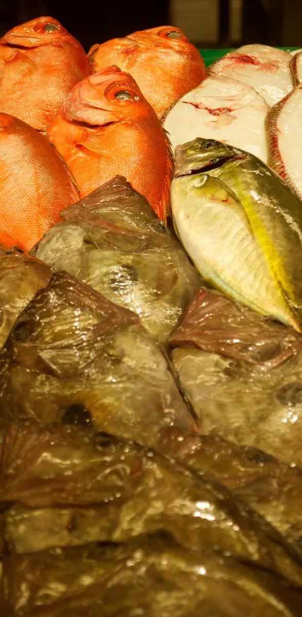 Poissons frais de la mer du Japon à Ishikawa Poissons frais issus de la mer du Japon utilisés dans la cuisine traditionnelle d’Ishikawa
