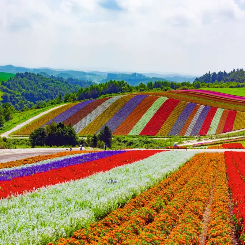 Champs de fleurs colorés à Hokkaido au Japon – paysage printanier Champs de fleurs multicolores à Hokkaido au Japon – paysage de printemps