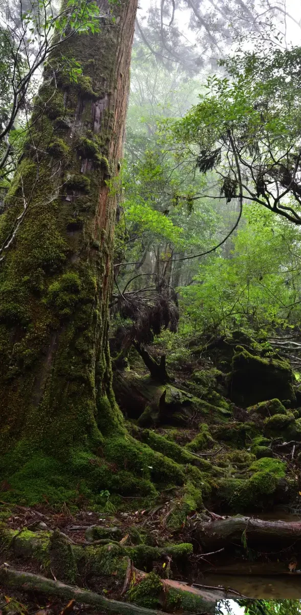 Forêt dense et humide de Yakushima à Kagoshima avec arbres et mousse au Japon