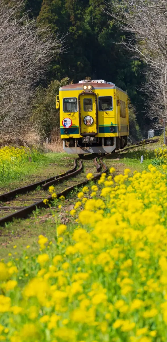 Train traversant la campagne de Chiba au printemps