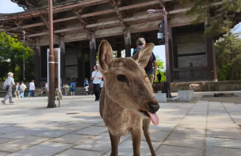 Daim dans le parc de Nara Daim devant un temple traditionnel dans le parc de Nara.