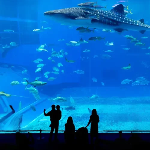 Famille observant un requin-baleine dans le grand aquarium Churaumi d'Okinawa au Japon