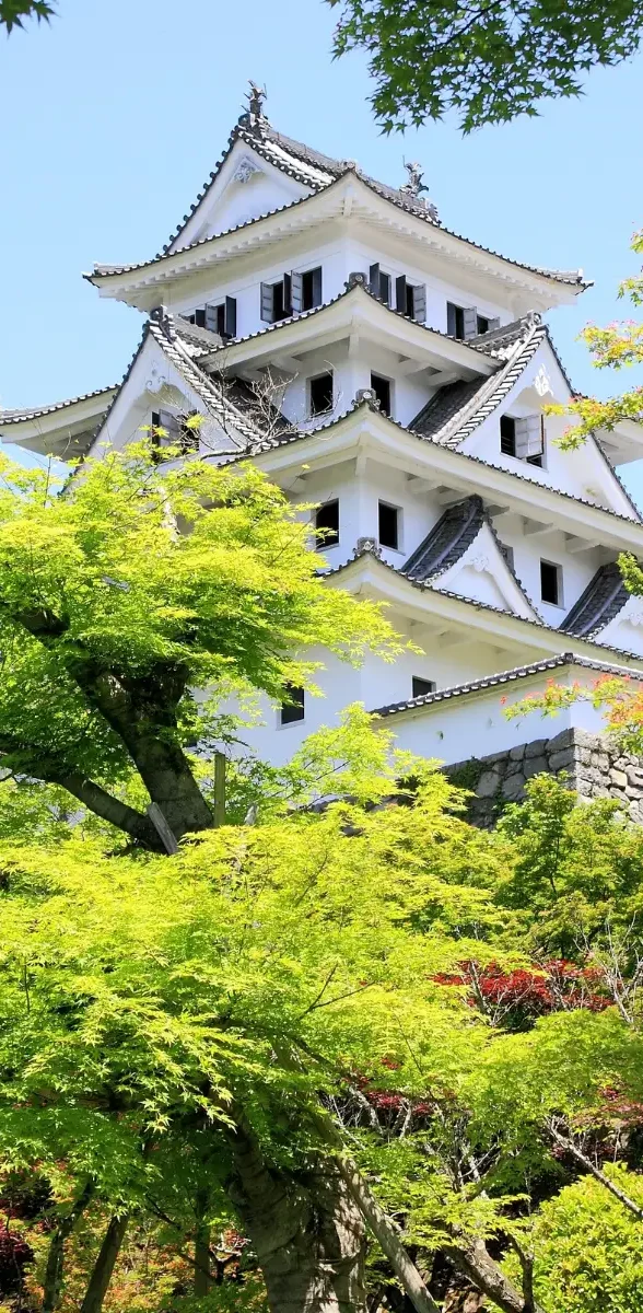Château de Gujo Hachiman entouré de nature verdoyante à Gifu au Japon Vue du château de Gujo Hachiman à Gifu au Japon, dominant une végétation luxuriante et des érables verts sous un ciel lumineux de printemps.