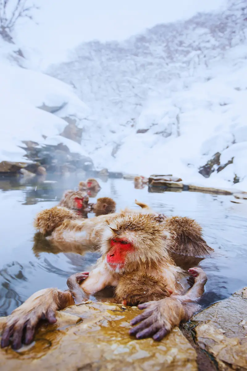 Nagano Singes des neiges dans un onsen à Nagano – expérience hivernale unique au Japon